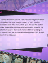 A0937 - 猫姑娘喵喵岛3 Miss Neko 3 Build.10093506+DLC 免安装STEAM中文版[819MB]